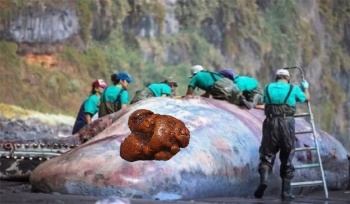 Những khối long diên hương tình cờ đến với người tốt số...